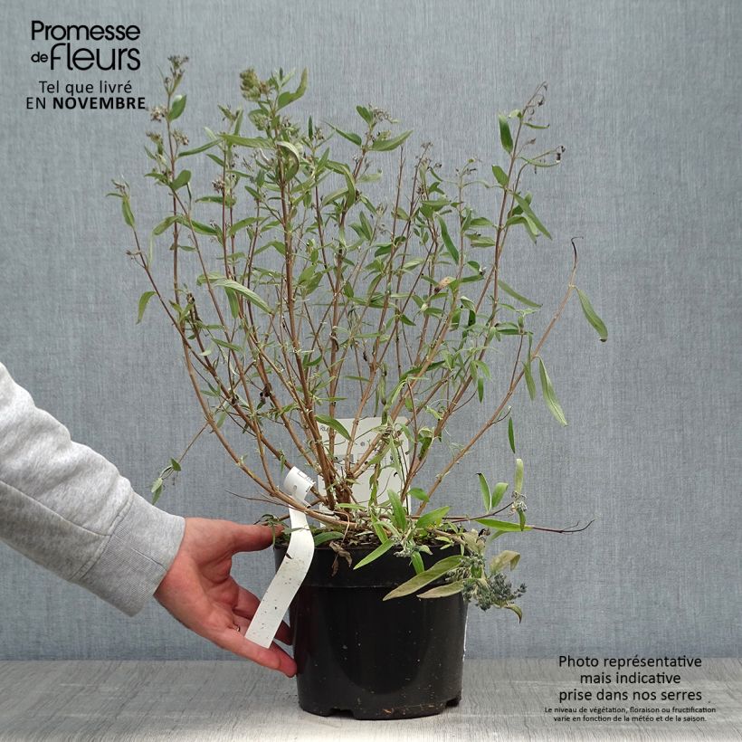 Exemplaar van Caryopteris clandonensis First Choice - Blauwe spirea Pot van 2 l/3 l zoals geleverd in de herfst