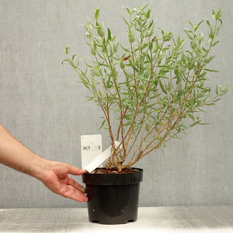 Exemplaar van Caryopteris clandonensis First Choice - Blauwe spirea Pot van 2 l/3 l zoals geleverd in de zomer
