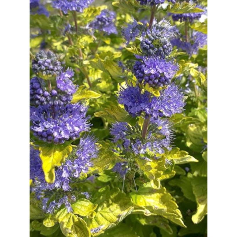 Caryopteris clandonensis Good as Gold - Blauwe spirea (Flowering)