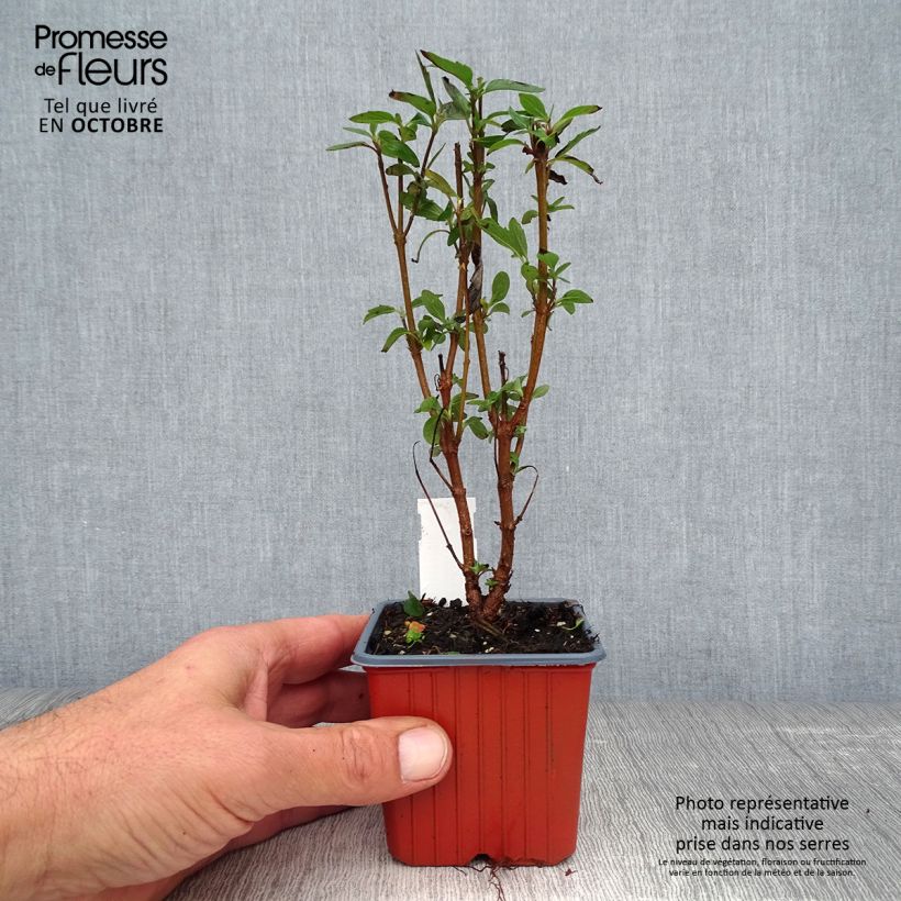 Exemplaar van Caryopteris clandonensis Heavenly Blue - Blauwe spirea Kweekpotje van 8/9 cm zoals geleverd in de herfst