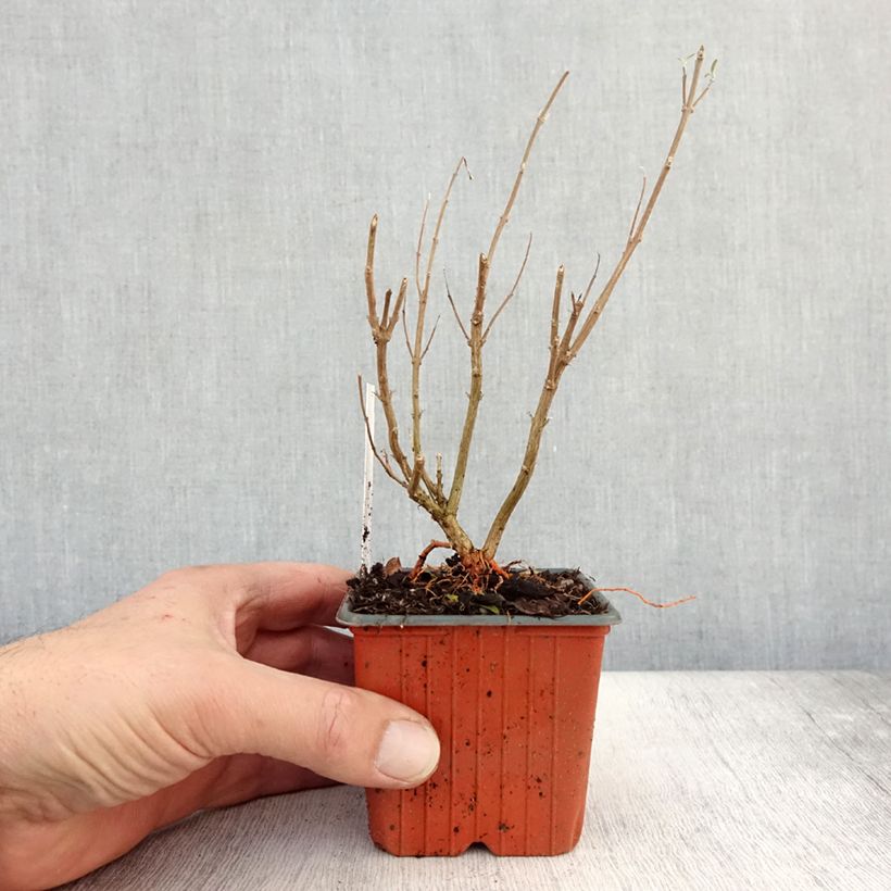 Exemplaar van Caryopteris clandonensis Kew Blue - Blauwe spirea Kweekpotje van 8/9 cm zoals geleverd in de herfst