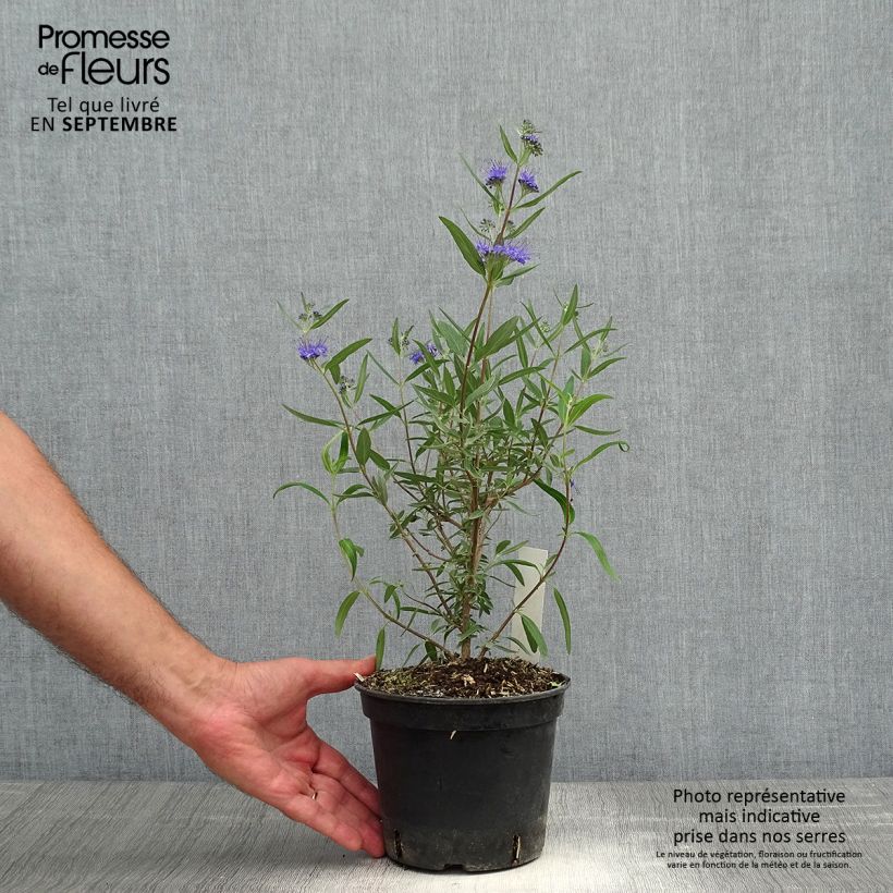 Exemplaar van Caryopteris clandonensis Kew Blue - Blauwe spirea Pot van 2 l/3 l zoals geleverd in de herfst