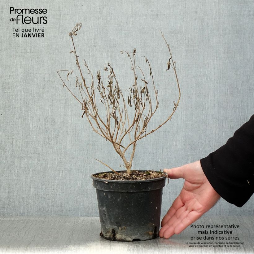 Exemplaar van Caryopteris clandonensis Kew Blue - Spirée bleue Pot de 2L/3L zoals geleverd in de winter