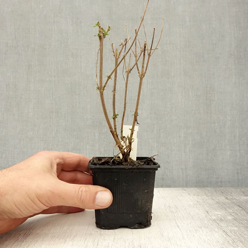 Exemplaar van Caryopteris clandonensis Stephi - Blauwe spirea Kweekpotje van 8/9 cm zoals geleverd in de herfst