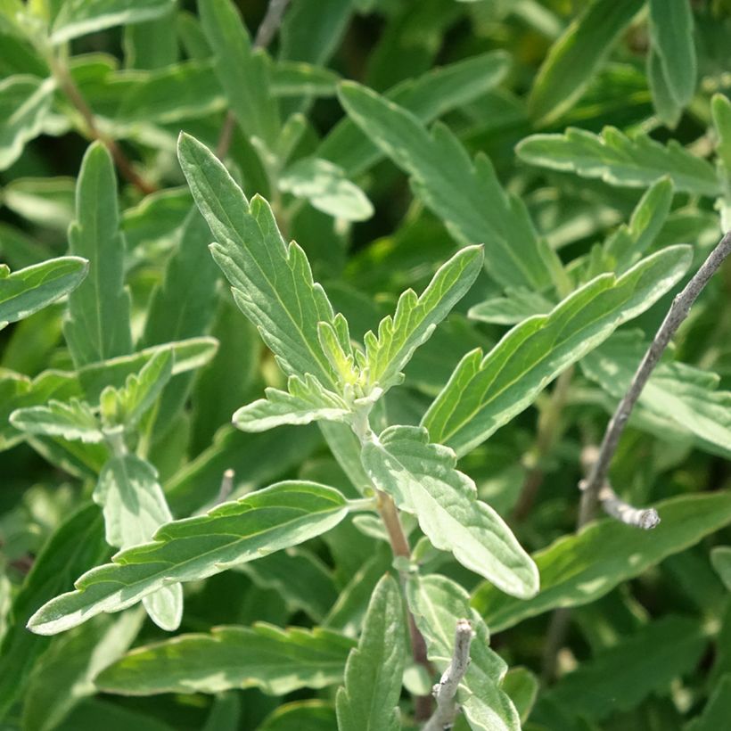 Caryopteris clandonensis Stephi - Blauwe spirea (Blad)