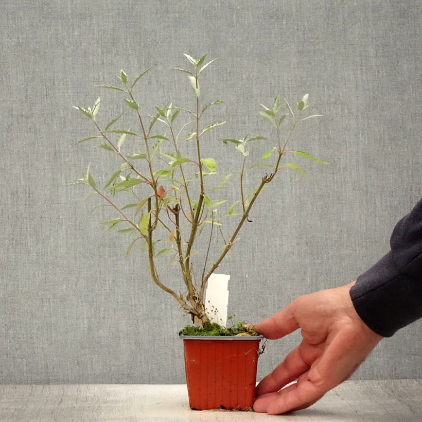 Exemplaar van Caryopteris clandonensis Sterling Silver - Blauwe spirea Kweekpotje van 8/9 cm zoals geleverd in de zomer
