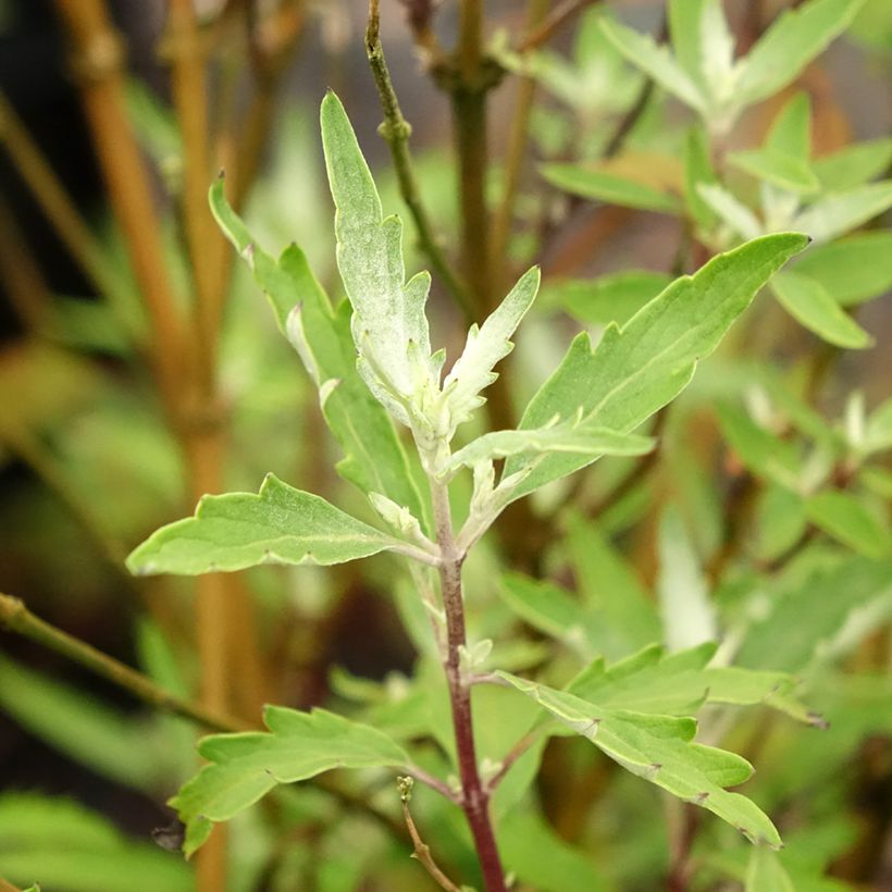 Caryopteris clandonensis Sterling Silver - Blauwe spirea (Blad)