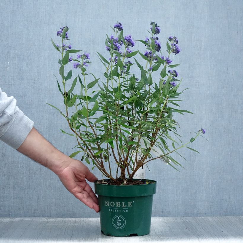 Exemplaar van Caryopteris clandonensis Thetis - Blauwe spirea Pot van 2 l/3 l zoals geleverd in de zomer