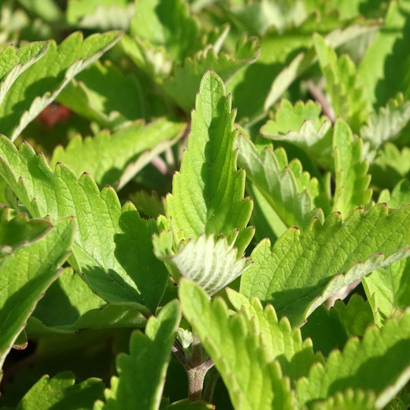 Caryopteris clandonensis Pavilion Roze - Blauwe spirea (Blad)