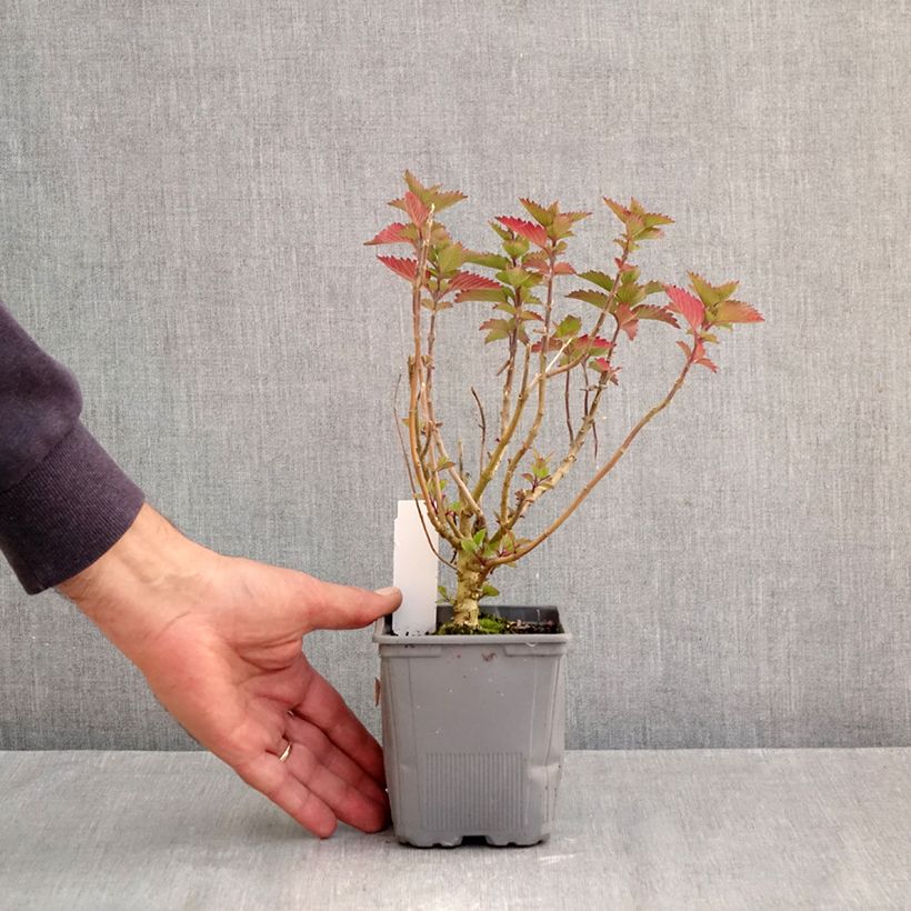 Exemplaar van Caryopteris clandonensis Pavilion Roze - Blauwe spirea Kweekpotje van 8/9 cm zoals geleverd in de herfst