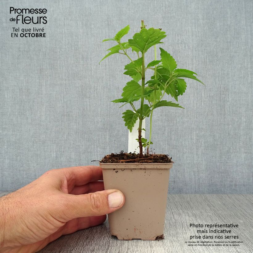 Exemplaar van Caryopteris divaricata - Baardbloem Kweekpotje van 8/9 cm zoals geleverd in de herfst