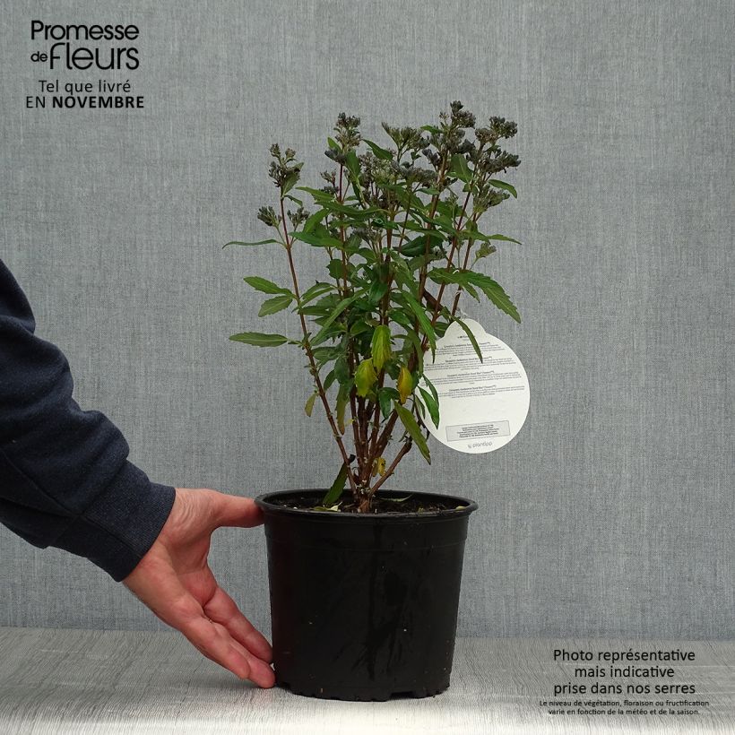 Exemplaar van Caryopteris clandonensis Grand Bleu - Blauwe spirea Pot van 2 l/3 l zoals geleverd in de herfst