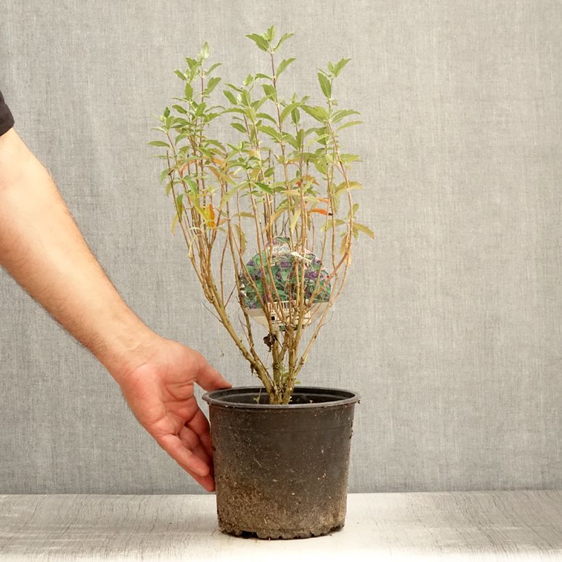 Exemplaar van Caryopteris clandonensis Grand Bleu - Blauwe spirea Pot van 2 l/3 l zoals geleverd in de zomer