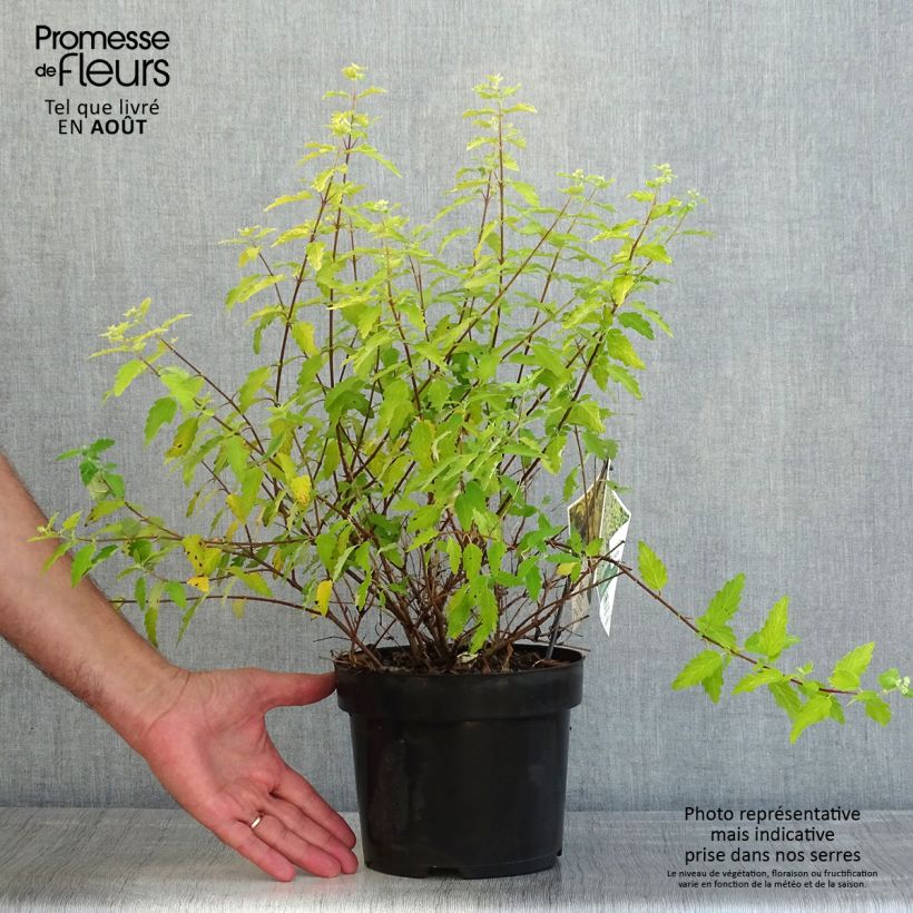 Exemplaar van Caryopteris incana Sunny Blue - Blauwbaard Pot van 2 l/3 l zoals geleverd in de zomer