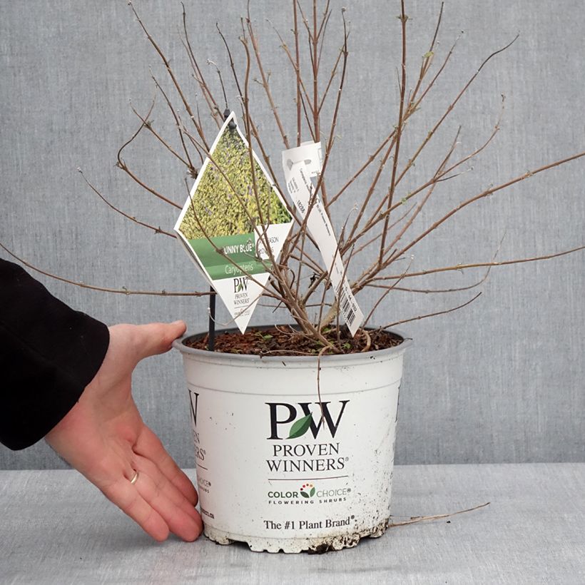 Exemplaar van Caryopteris incana Sunny Blue - Spirée bleue, Barbe bleue Pot de 2L/3L zoals geleverd in de winter