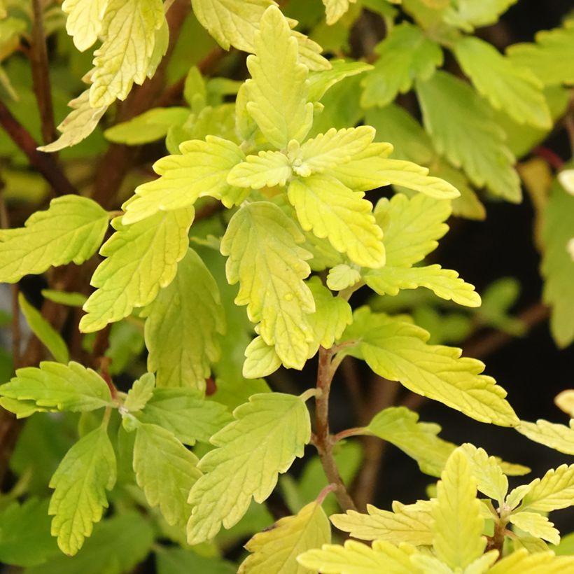 Caryopteris incana Sunny Blue - Blauwbaard (Blad)