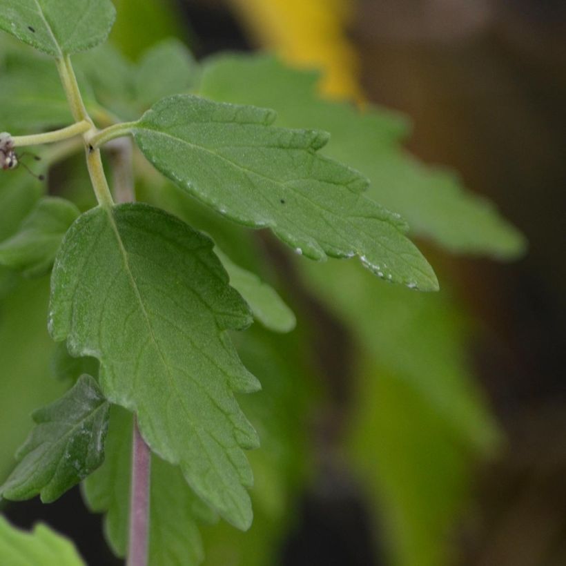 Caryopteris incana Sunshine Blue - Blauwbaard (Foliage)