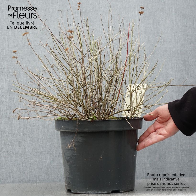 Exemplaar van Caryopteris incana Sunshine Blue - Blauwbaard Pot van 7,5 l/10 l zoals geleverd in de herfst