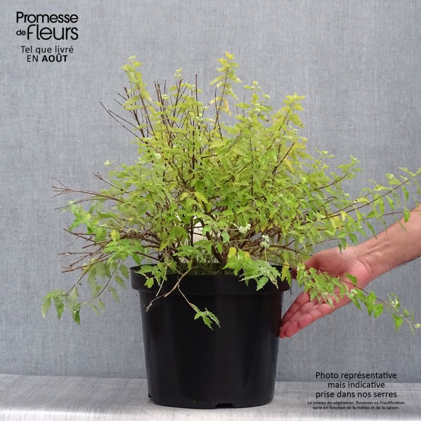 Exemplaar van Caryopteris incana Sunshine Blue - Blauwbaard Pot van 7,5 l/10 l zoals geleverd in de zomer