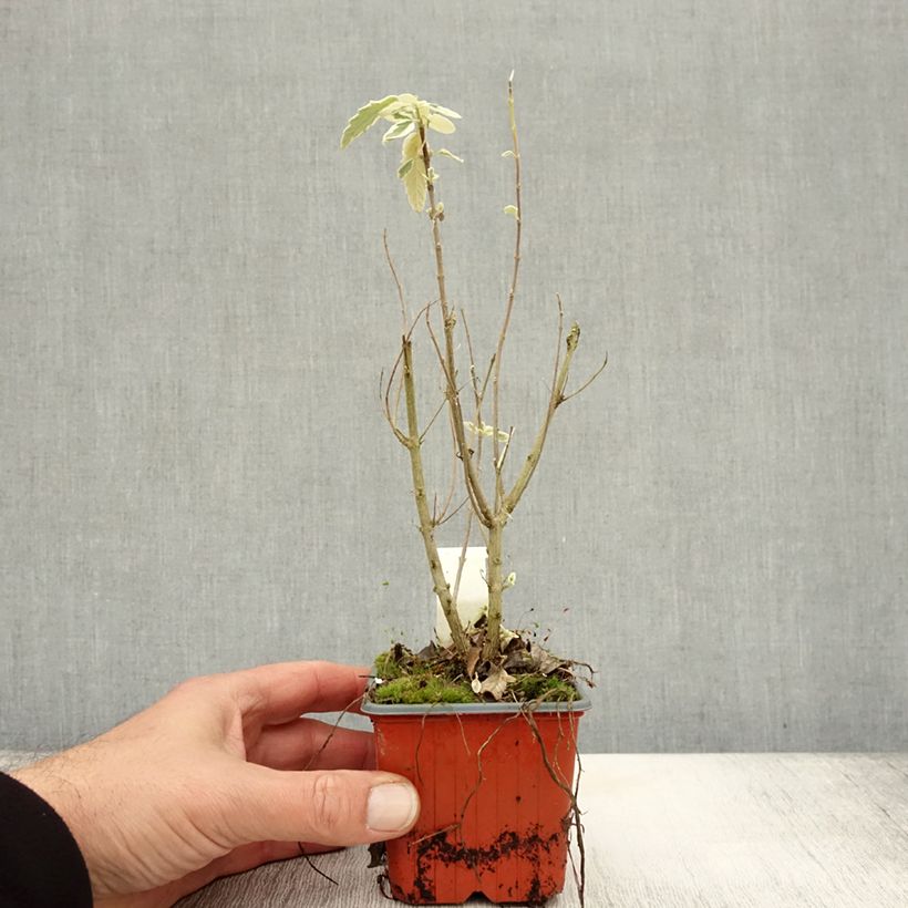 Exemplaar van Caryopteris clandonensis White Surprise - Blauwbaard Kweekpotje van 8/9 cm zoals geleverd in de herfst