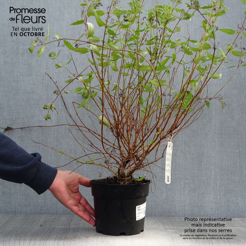 Exemplaar van Caryopteris clandonensis Worcester Gold - Blauwbaard Pot van 2 l/3 l zoals geleverd in de herfst