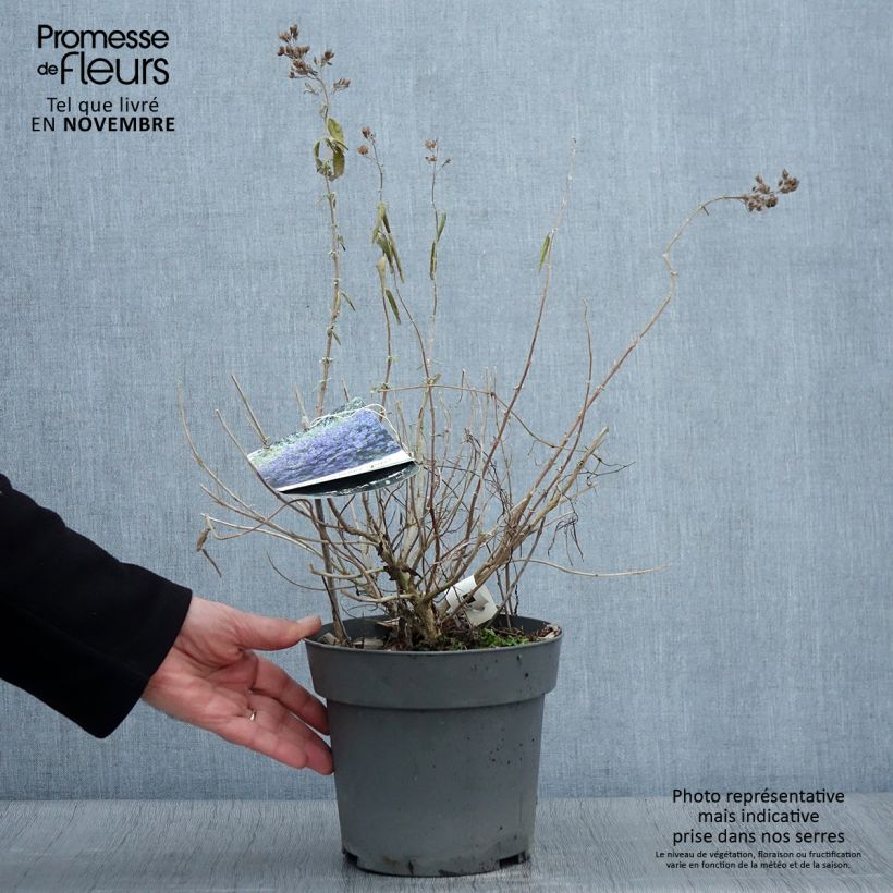 Exemplaar van Caryopteris x clandonensis Blauer Spatz (Oiseau Bleu) Pot de 3L/4L zoals geleverd in de herfst