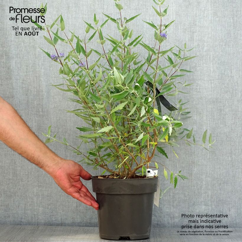 Exemplaar van Caryopteris clandonensis Blauer Spatz - Blauwe spirea Pot van 3 l/4 l zoals geleverd in de zomer