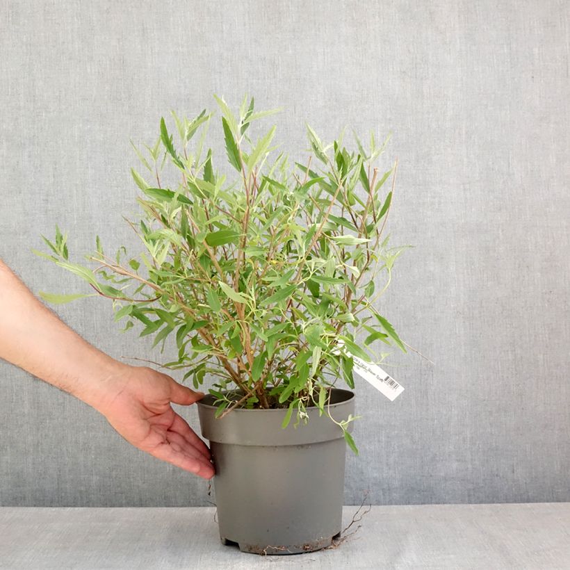 Exemplaar van Caryopteris clandonensis Blauer Spatz - Blauwe spirea Pot van 3 l/4 l zoals geleverd in de lente