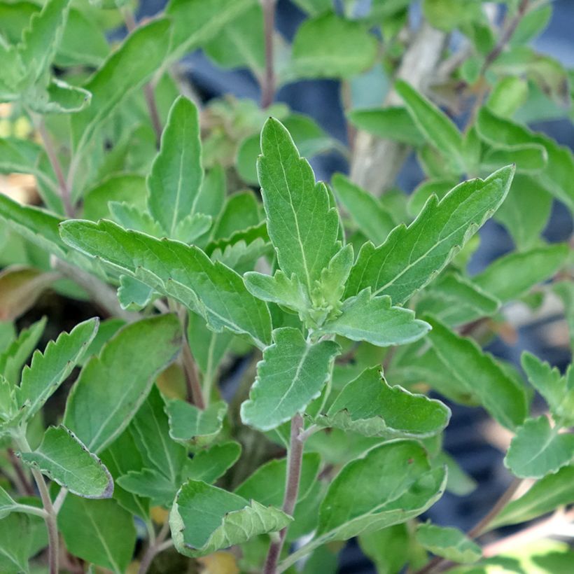 Caryopteris clandonensis Blue Fountain - Blauwe spirea (Blad)