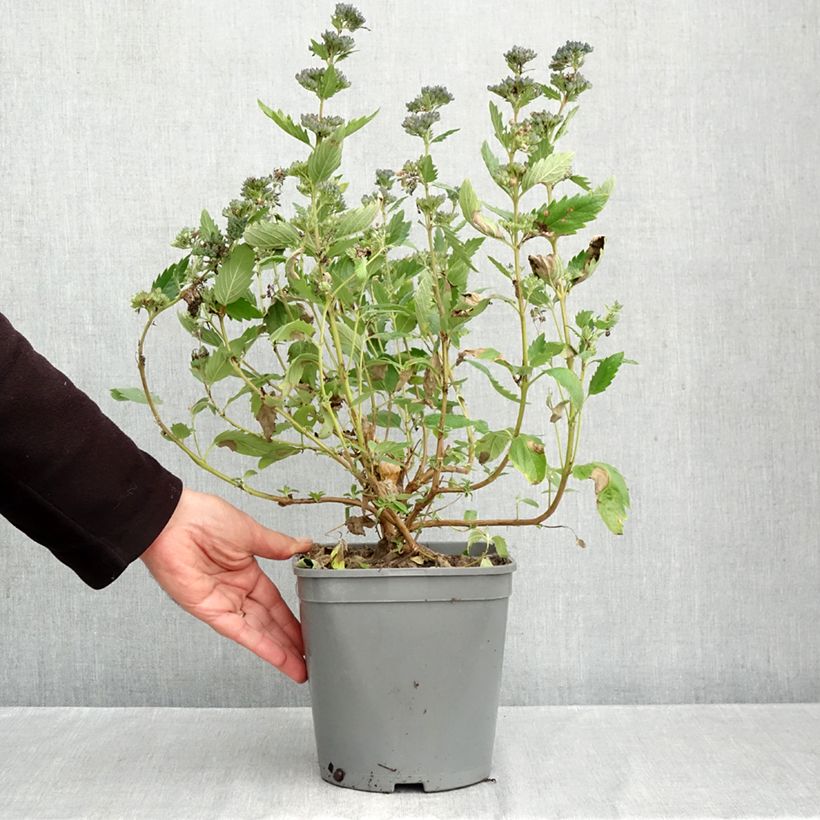 Exemplaar van Caryopteris clandonensis Blue Fountain - Blauwe spirea Pot van 3 l/4 l zoals geleverd in de herfst