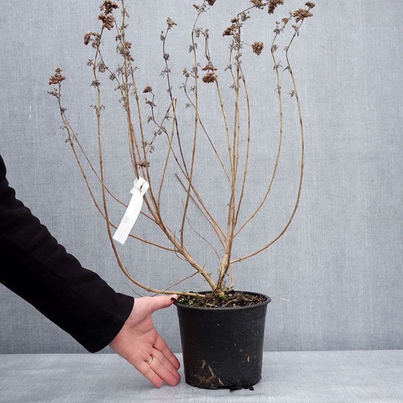 Exemplaar van Caryopteris x clandonensis Blue Fountain Pot de 3L/4L zoals geleverd in de winter
