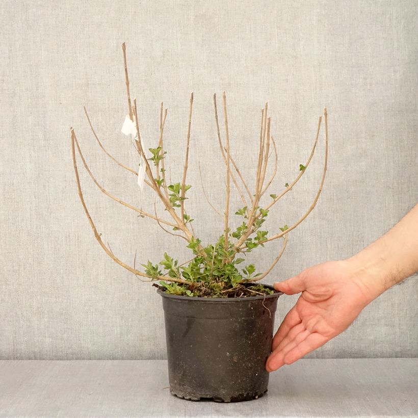 Exemplaar van Caryopteris clandonensis Blue Fountain - Blauwe spirea Pot van 3 l/4 l zoals geleverd in de lente