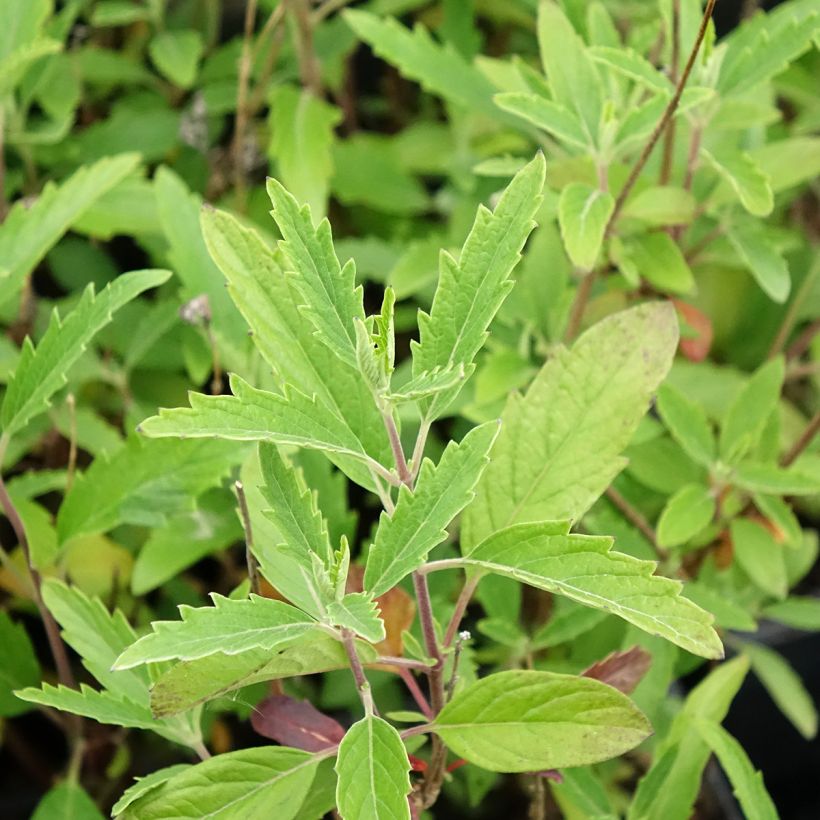 Caryopteris clandonensis Camara Dark Blue - Blauwe spirea (Blad)