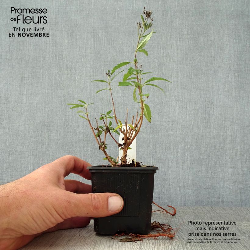 Exemplaar van Caryopteris x clandonensis Camara Dark Blue - Spirée bleue Godet de 8/9 cm zoals geleverd in de herfst