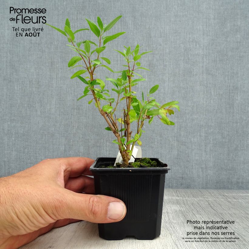 Exemplaar van Caryopteris clandonensis Camara Dark Blue - Blauwe spirea Kweekpotje van 8/9 cm zoals geleverd in de zomer