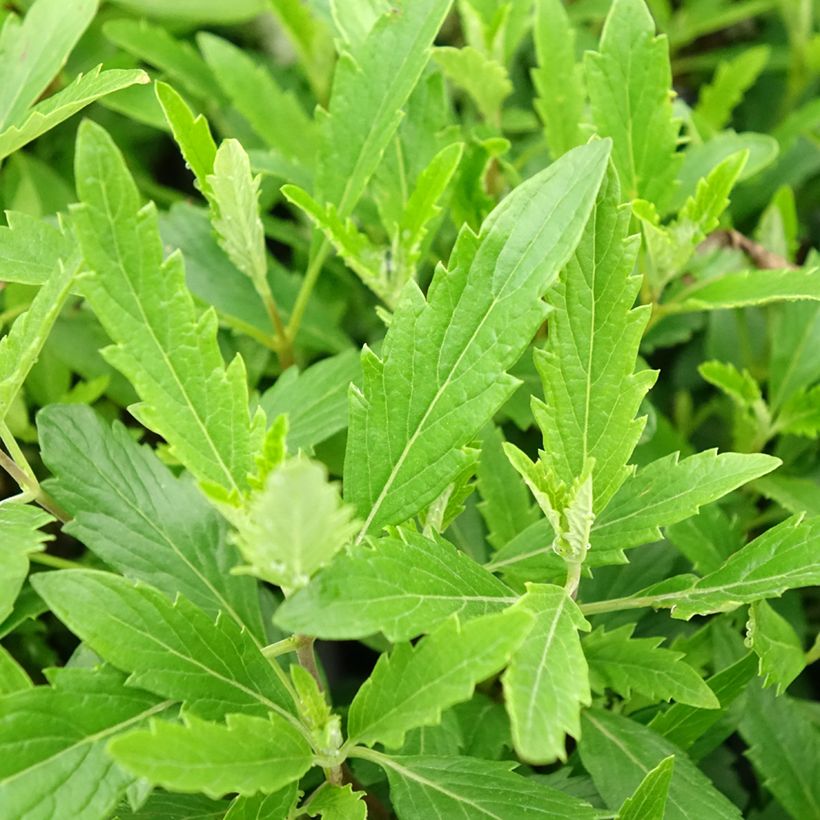 Caryopteris clandonensis Camara Roze - Blauwe spirea (Blad)