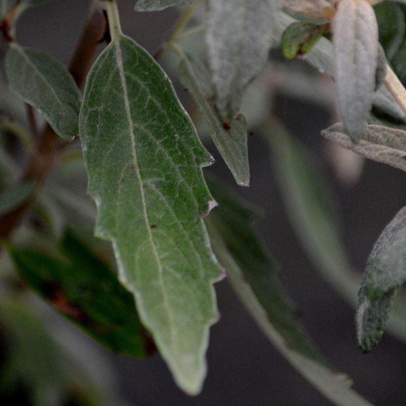 Caryopteris clandonensis Heavenly Blue - Blauwe spirea (Blad)