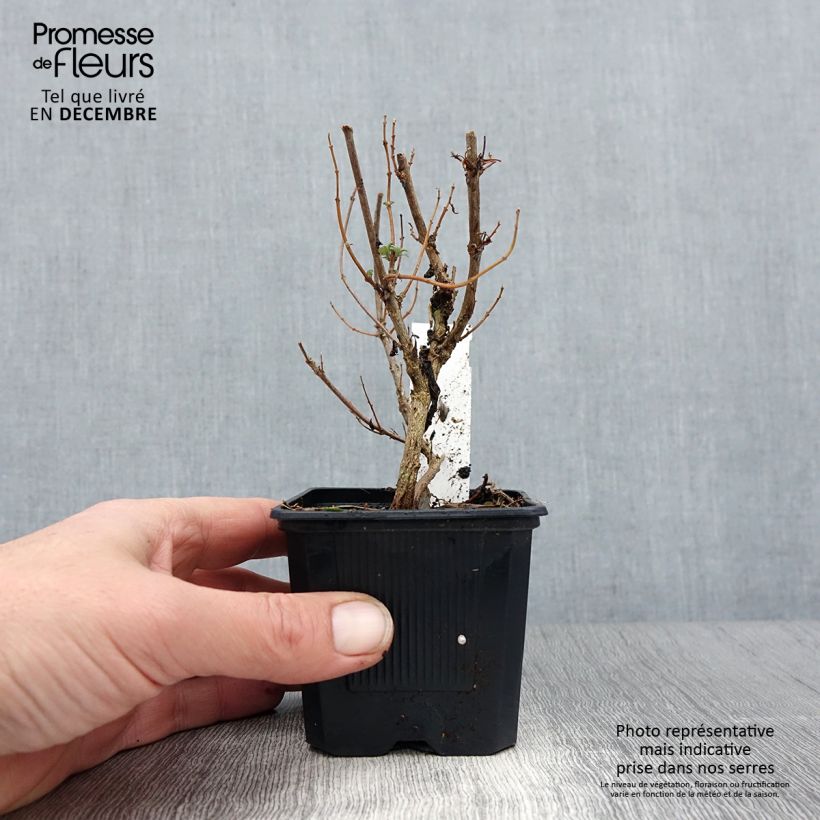 Exemplaar van Caryopteris clandonnensis Pavilion Pink - Spirée bleue Godet de 8/9 cm zoals geleverd in de winter