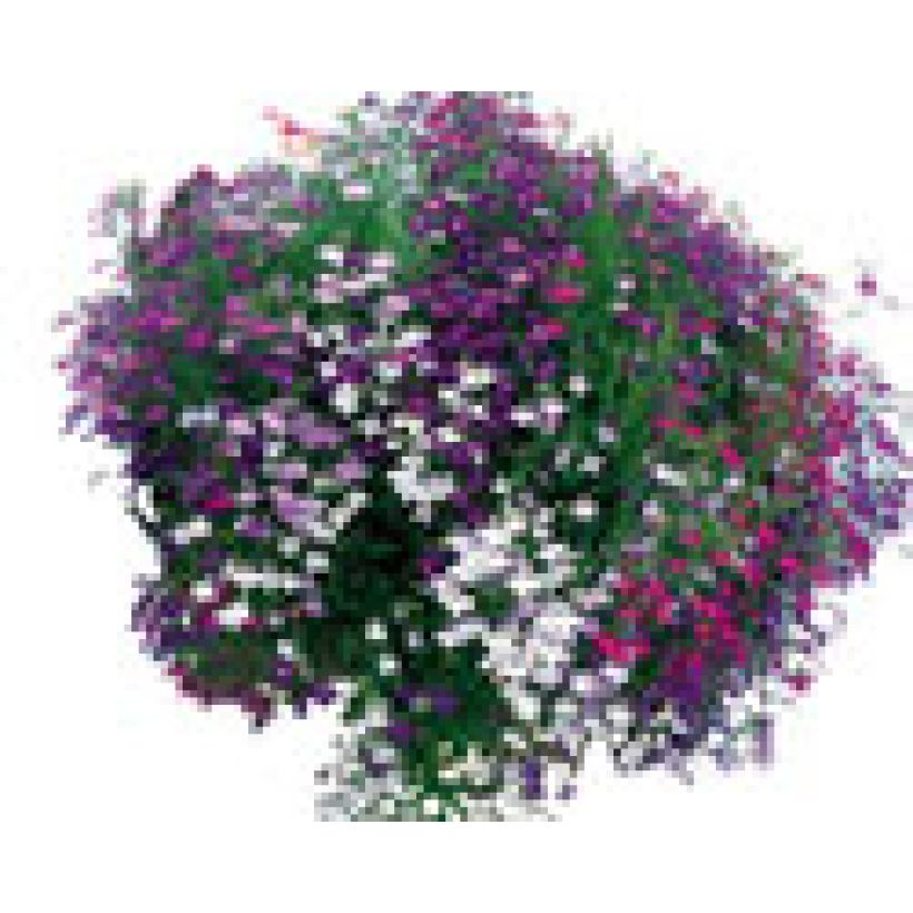 Collectie Cascade Lobelia's (Groeiplaats)