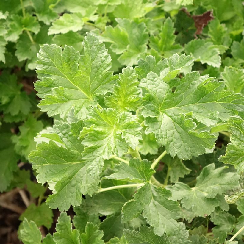 Jostabes Jodeli (Blad)