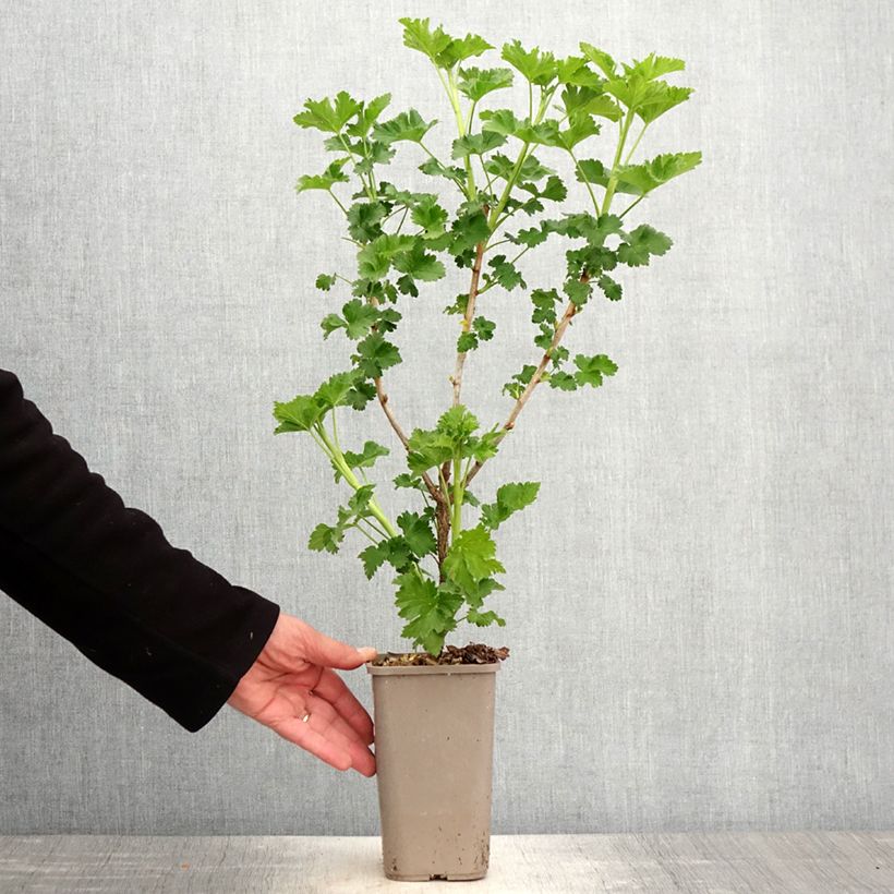 Exemplaar van Jostabes Jodeli Pot van 1,5 l/2 l, Struik zoals geleverd in de lente