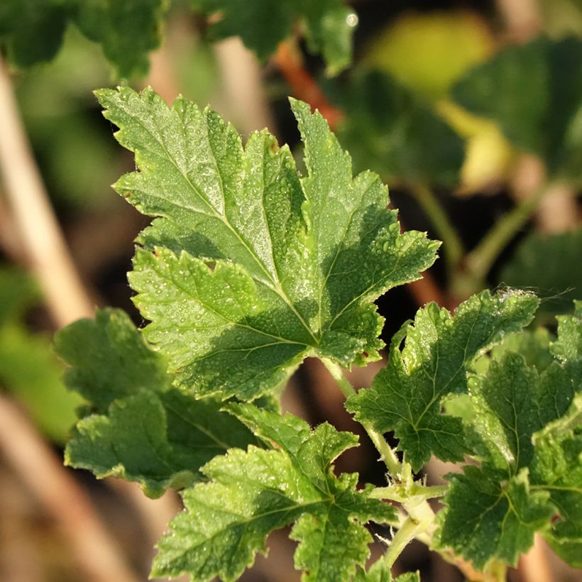 Jostabes Jofruity (Blad)