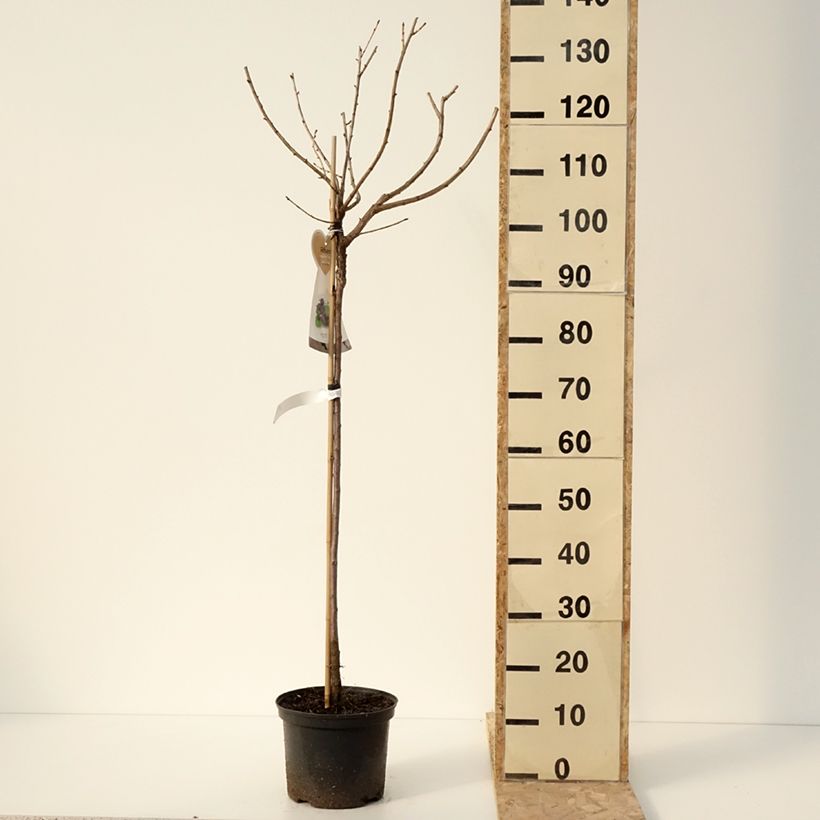 Exemplaar van Casseiller Jostaberry - Ribes x nidigrolaria Pot de 4L/5L, Demi-Tige zoals geleverd in de winter