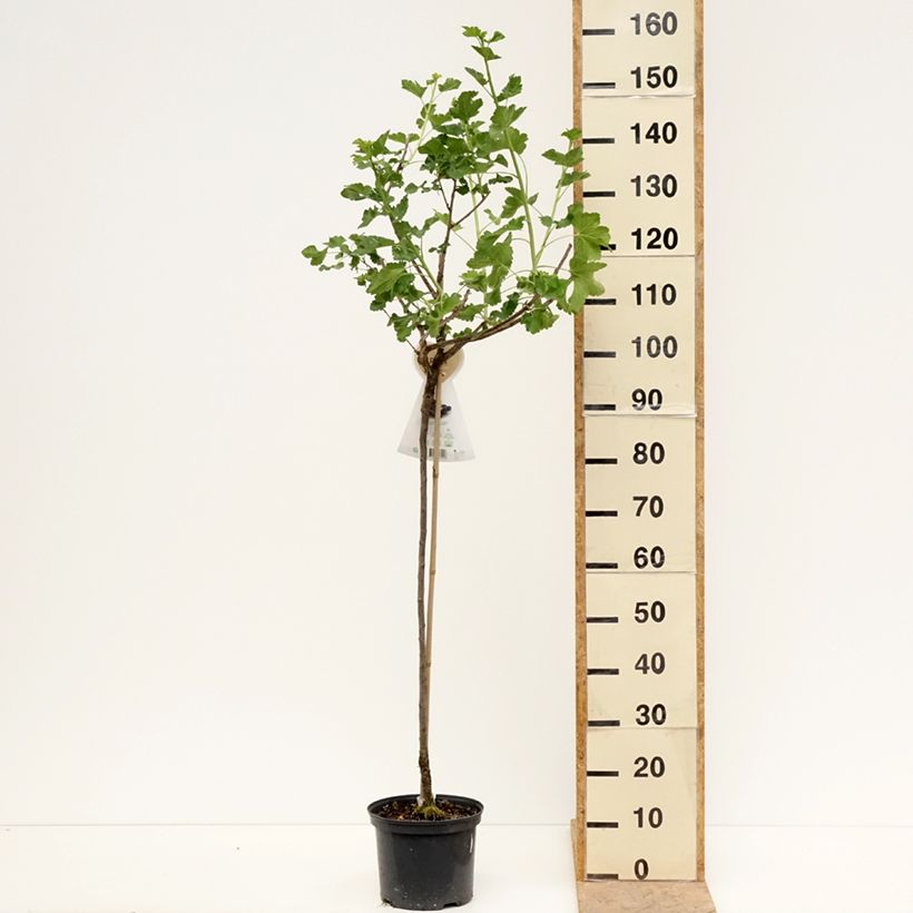 Exemplaar van Jostabes - Ribes nidigrolaria Pot van 4 l/5 l, Half-hoge stam zoals geleverd in de lente