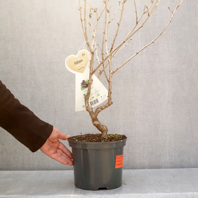 Exemplaar van Casseiller Jostaberry - Ribes x nidigrolaria Pot de 4L/5L, Touffe zoals geleverd in de winter