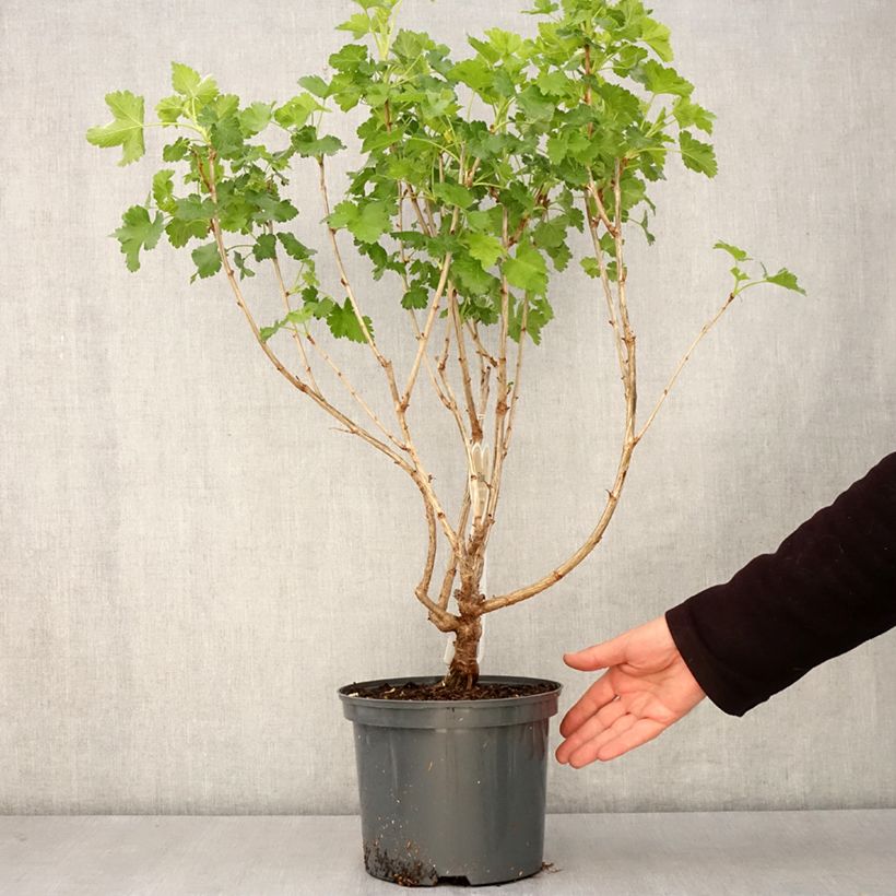 Exemplaar van Jostabes - Ribes nidigrolaria Pot van 4 l/5 l zoals geleverd in de lente