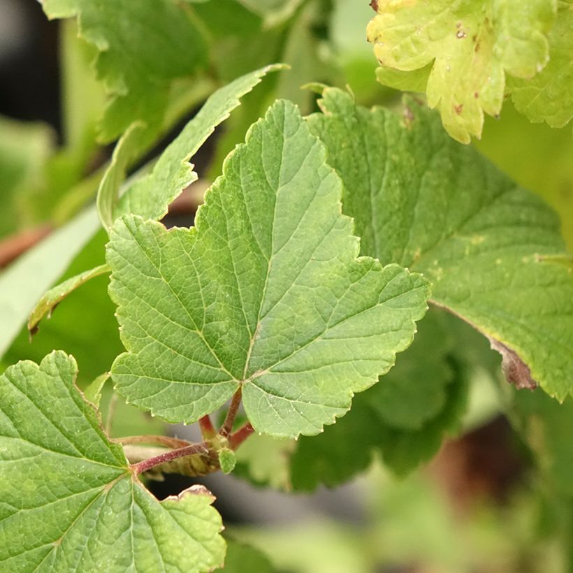 Jostabes - Ribes nidigrolaria (Blad)
