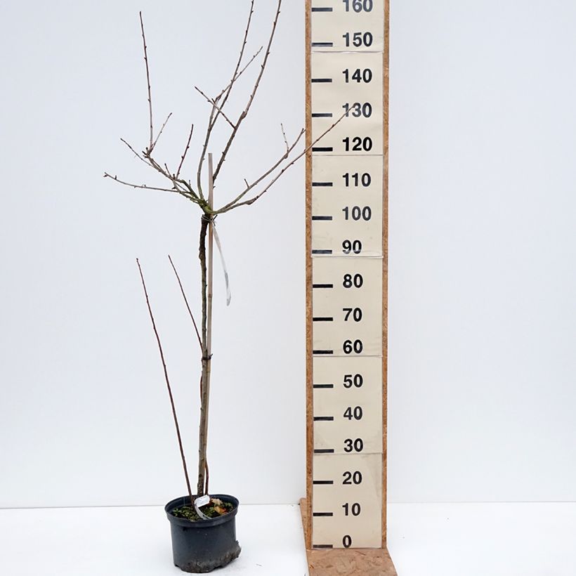 Exemplaar van Jostabes - Ribes nidigrolaria Pot van 4 l/5 l, Half-hoge stam zoals geleverd in de herfst