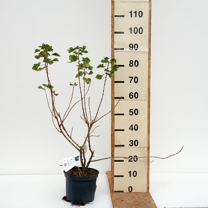 Exemplaar van Jostabes - Ribes nidigrolaria Pot van 4 l/5 l zoals geleverd in de herfst
