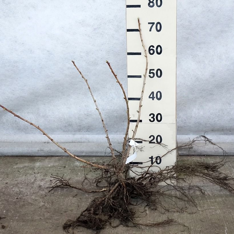 Exemplaar van Jostabes - Ribes nidigrolaria Naakte wortel, Struik zoals geleverd in de winter